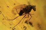 Fossil Flies (Diptera), Spider (Aranea) & Leaf In Baltic Amber #105534-1
